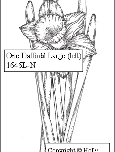 One Daffodil