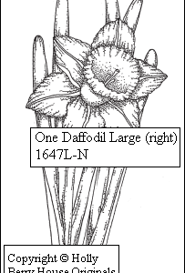 One Daffodil